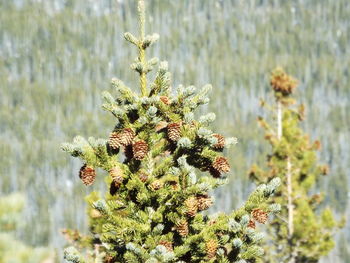 Close-up of pine cones on tree