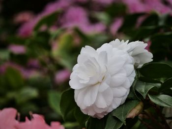 Close-up of white rose blooming outdoors