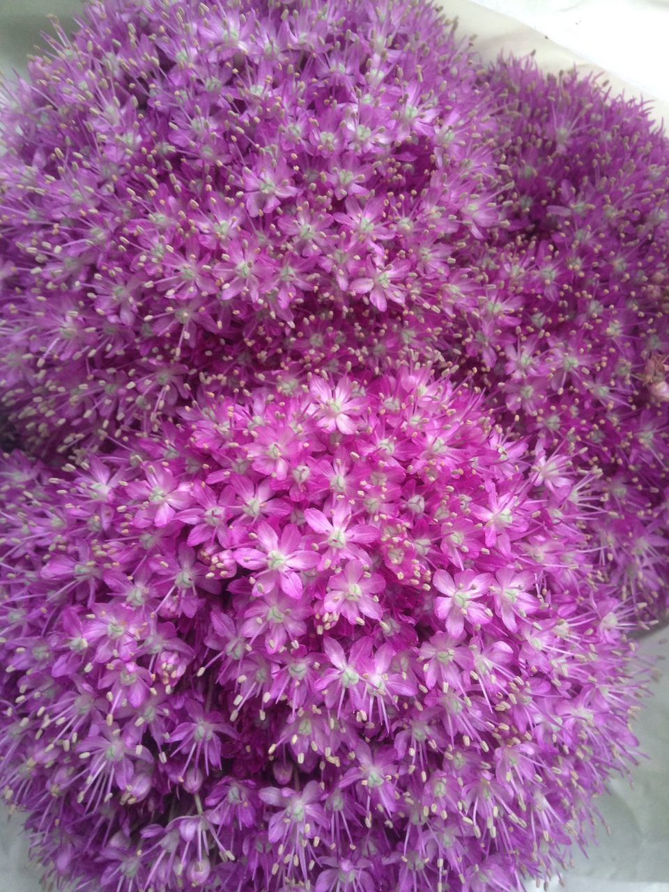 CLOSE-UP OF PURPLE FLOWERING PLANTS