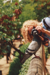 Woman photographing pigeon perching on wooden branch