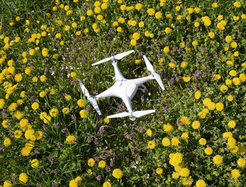 Yellow flowers blooming on field