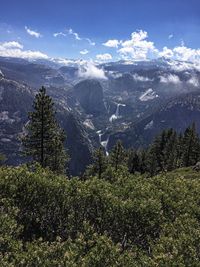 Scenic view of pine trees against sky