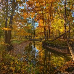 Scenic view of forest during autumn