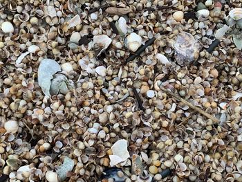 High angle view of shells on ground