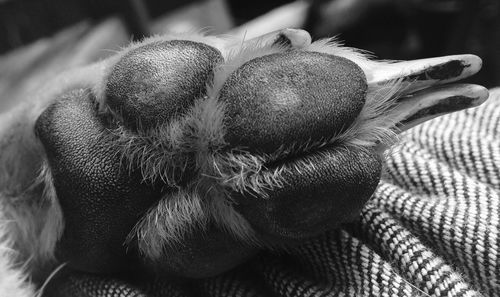 Close up of dog paw