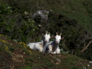 Two young kashmiri goats looking at the camera 