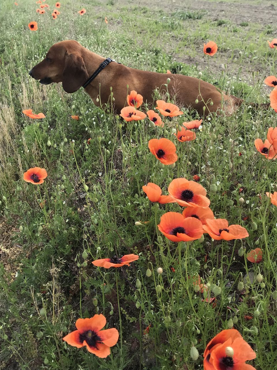 HIGH ANGLE VIEW OF ORANGE POPPY FLOWER ON FIELD