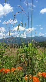 Plants growing on field against cloudy sky