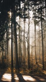 Sunlight streaming through trees in forest