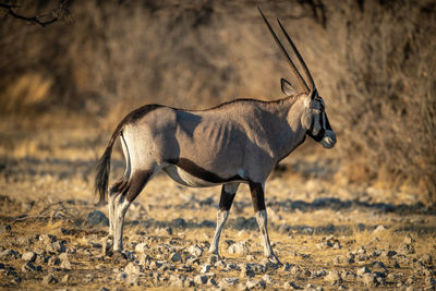 Gemsbok walks over rocks near dense bushes