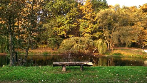 Trees on lakeshore