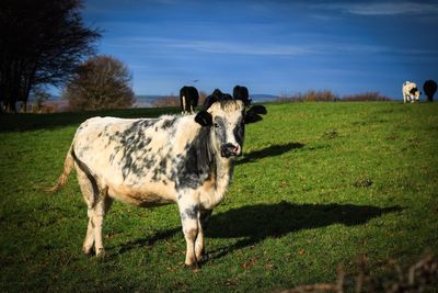 Portrait of cow standing on field against sky