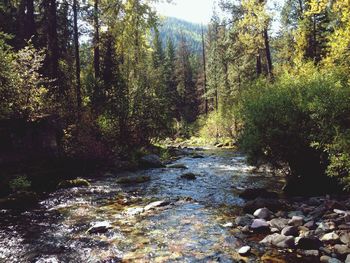 Stream flowing through forest