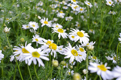 Close-up of white daisy flowers on field