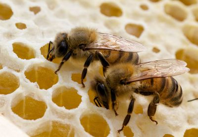 Close-up of bee on beehive