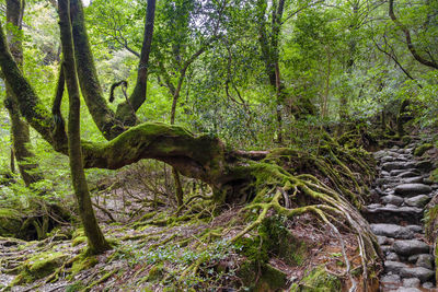 View of trees in forest