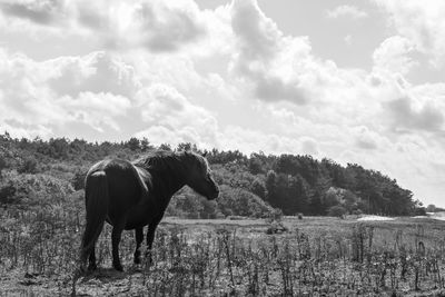 Horse standing on field against sky