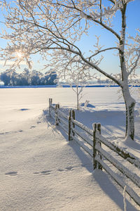 Trees on snow covered field during winter