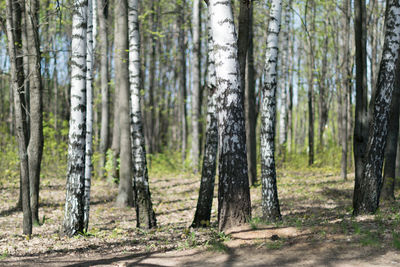 Trees in forest