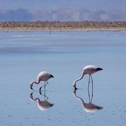 View of birds in water