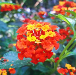 Close-up of marigold blooming in park