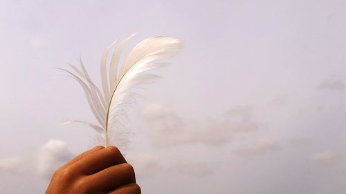 Cropped hand holding feather against sky