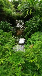 Trees and plants growing in lake