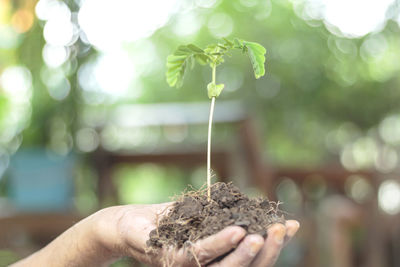 Close-up of hand holding plant