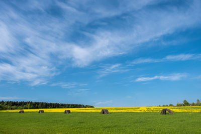 A large field with yellow flowers and a blue sky with white clouds. 