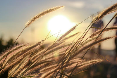 Close-up of stalks in field against sky