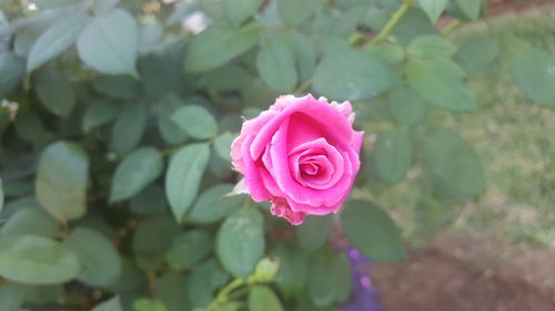 Close-up of pink rose