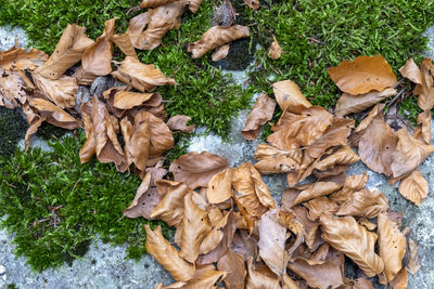 High angle view of dry leaves on land