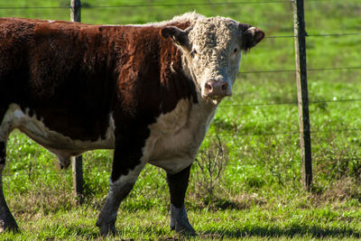 Herd of hereford cattle on the pasture in brazilian ranch.