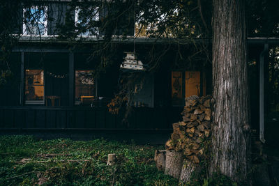 Stack of logs against trees in forest