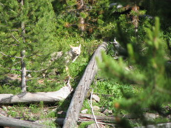 Bird perching on tree