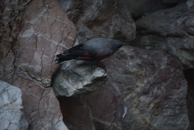 Close-up of bird perching on rock