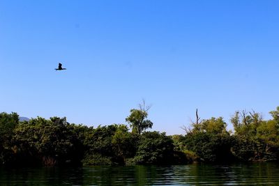 Birds flying over trees against clear sky