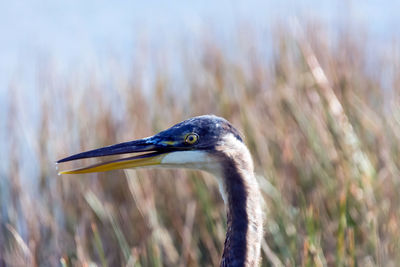 Close-up of bird