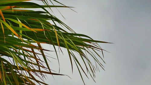 Low angle view of palm tree against clear sky