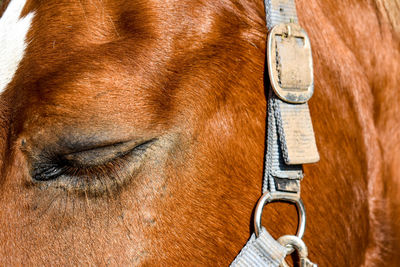 Close-up of horse