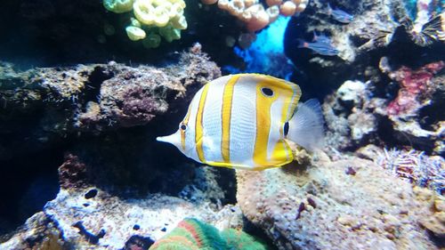 Close-up of fish swimming in aquarium