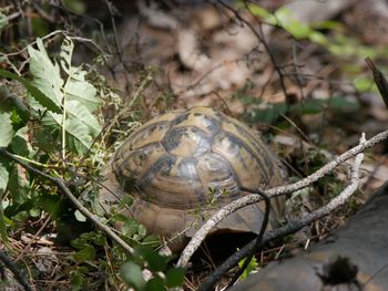 Close-up of tortoise