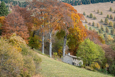 Trees in forest