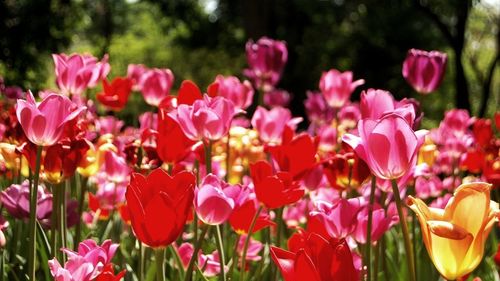 Close-up of pink flowers