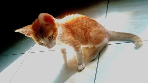 High angle view of cat on floor at home