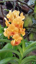 Close-up of yellow flower