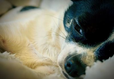 Close-up of dog lying down