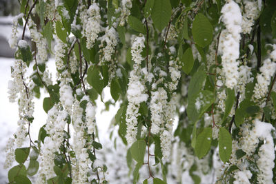 Close-up of white flowering plant