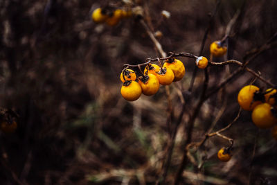 Close-up of fruits on tree