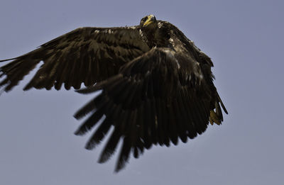 Low angle view of eagle flying against clear sky